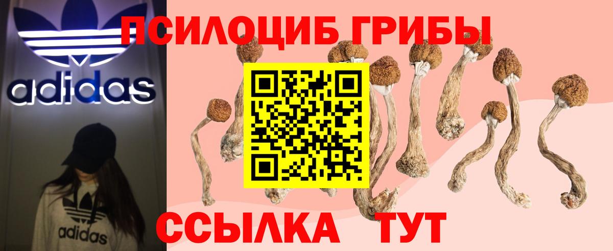 Псилоцибиновые грибы Psilocybe Елец
